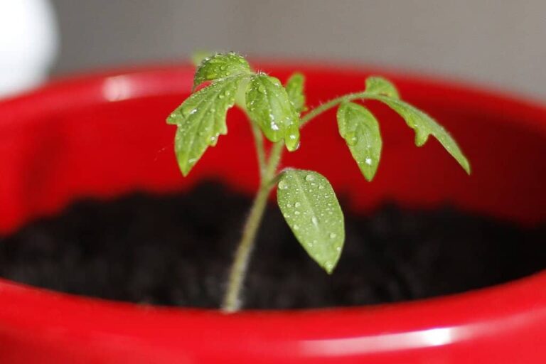 Start Tomato Seedlings Indoors For Great Crops