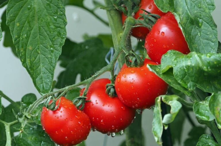 How To Transplant Your Tomato Seedlings